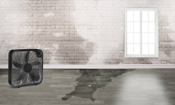 Best Ceiling water damage repair  in Glen Ellen, CA